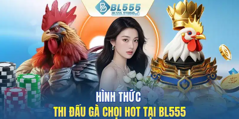 Hình thức thi đấu gà chọi HOT tại BL555